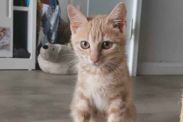 KOTA