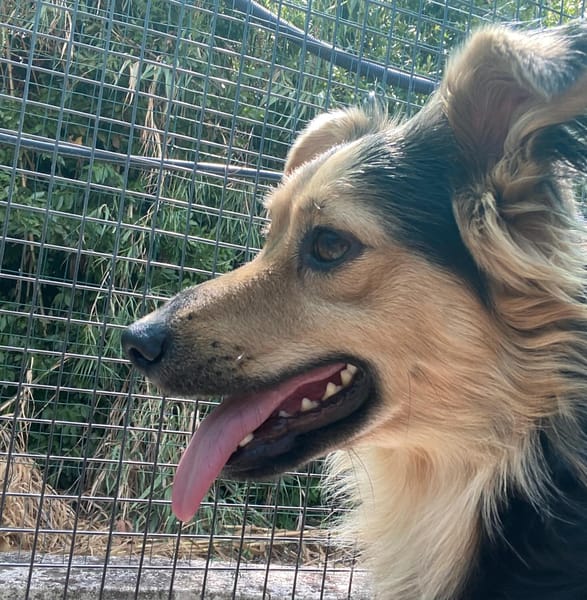 ZEUS
