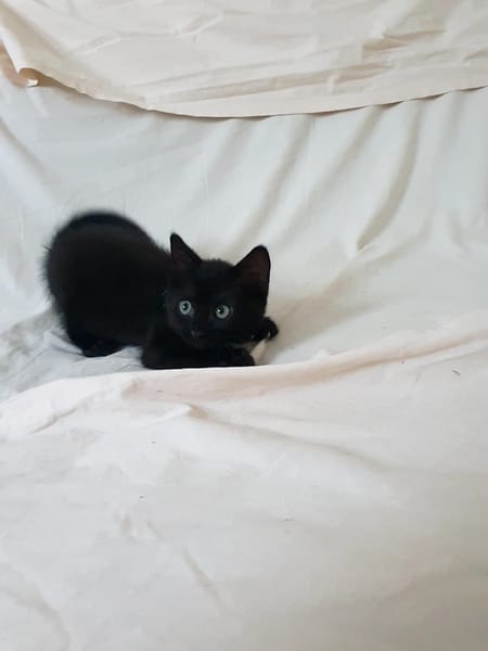 Aïko