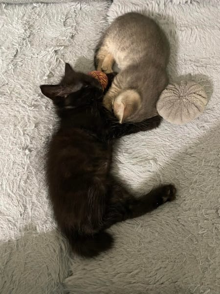 Sparrow et Angelo