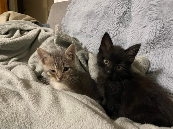 Sparrow et Angelo