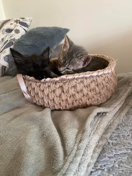 Sparrow et Angelo