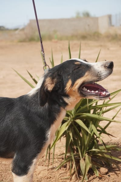 CARLOS (Maria)