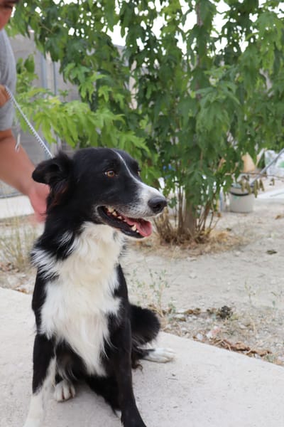 INDIO (Martina)