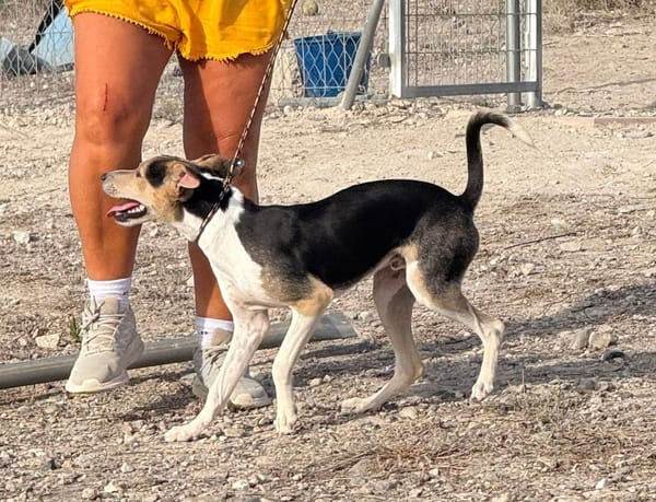 PINGO (Maria)
