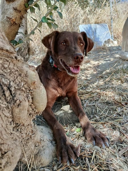 TENDER (union animal)