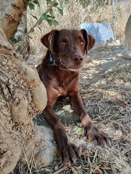 TENDER (union animal)