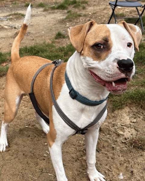 Benny