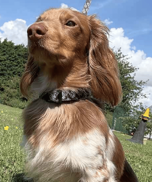Hugo