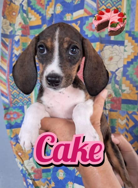 CAKE della serie I DOLCETTI
