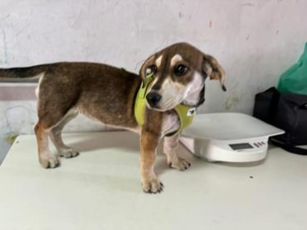 Daisy sucht ihr Glück