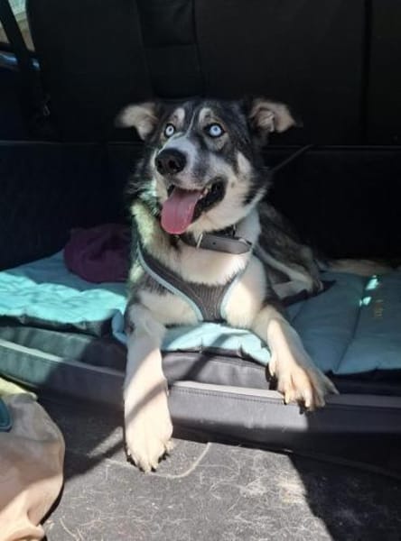 ❤Rudy❤ sucht sein Zuhause