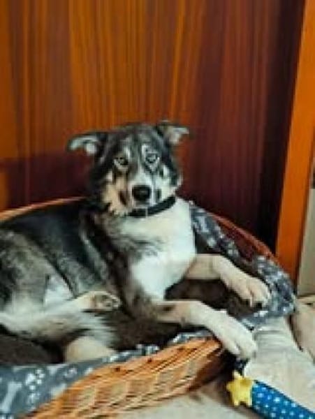 ❤Rudy❤ sucht sein Zuhause
