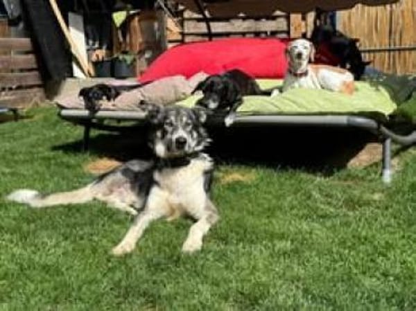 ❤Rudy❤ sucht sein Zuhause