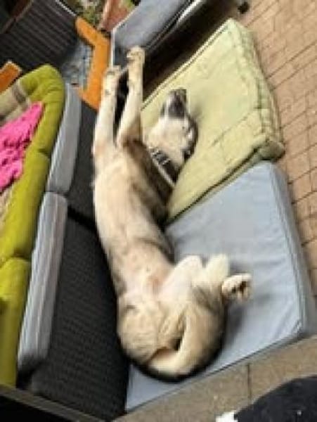 ❤Rudy❤ sucht sein Zuhause