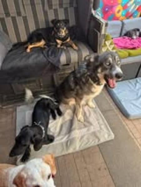 ❤Rudy❤ sucht sein Zuhause