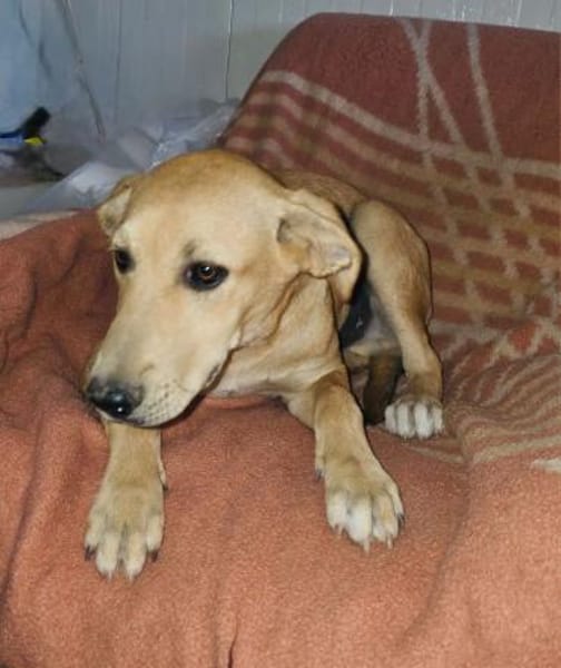 Familienhund Nicki sucht ein Körbchen