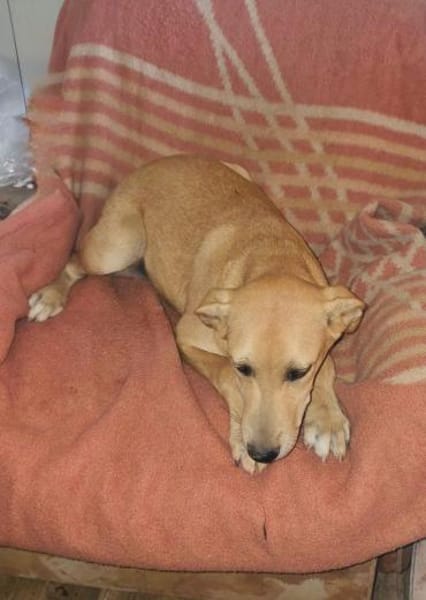 Familienhund Nicki sucht ein Körbchen