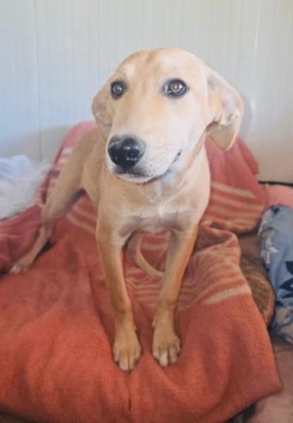 Familienhund Nicki sucht ein Körbchen