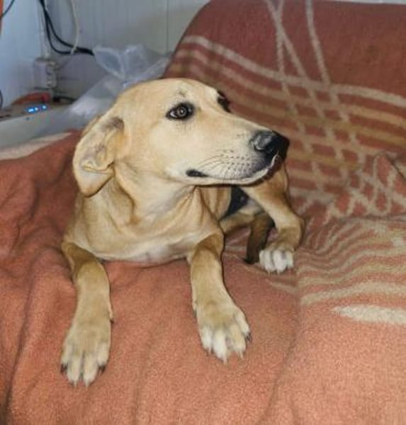 Familienhund Nicki sucht ein Körbchen