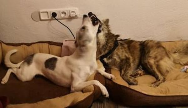 Lia  süße Maus wartet in PLZ 66127