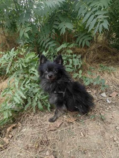 Bobby ein kleiner Pomeranien Spitz