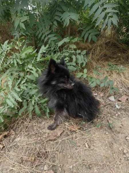 Bobby ein kleiner Pomeranien Spitz