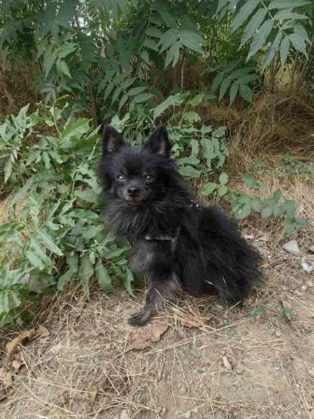 Bobby ein kleiner Pomeranien Spitz