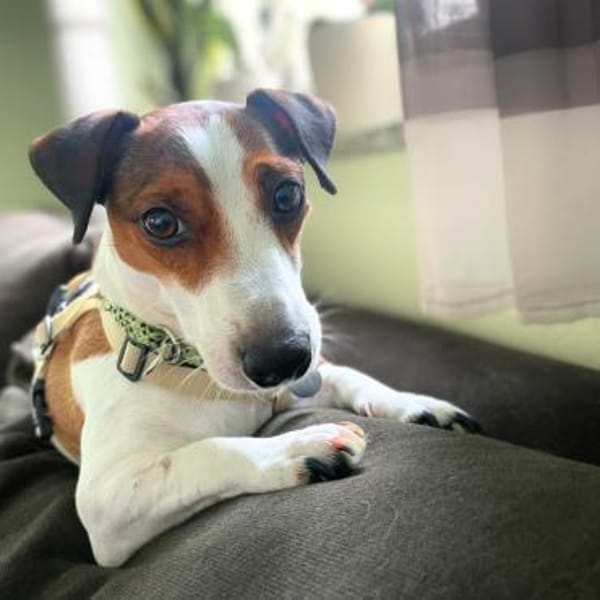 Dora - katzenfreundlich,verschmust