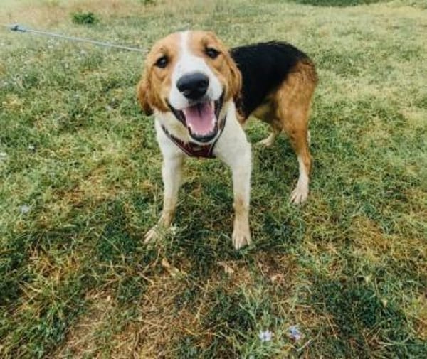 Loki ein toller Rüde