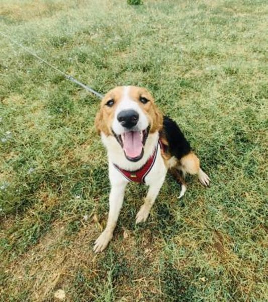 Loki ein toller Rüde