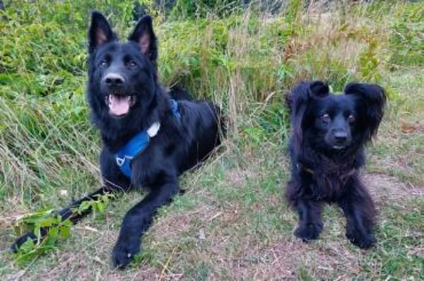 Bodhi  Wirbelwind sucht Körbchen❤