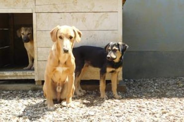 Charlie- Senior sucht ruhiges Plätzchen