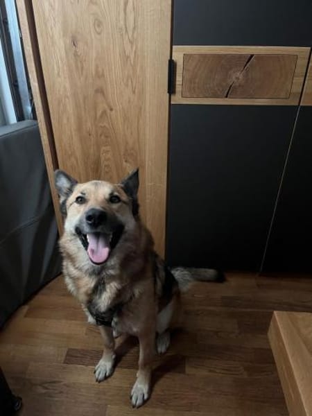 BENJI aus Sibirien auf PS in Berlin