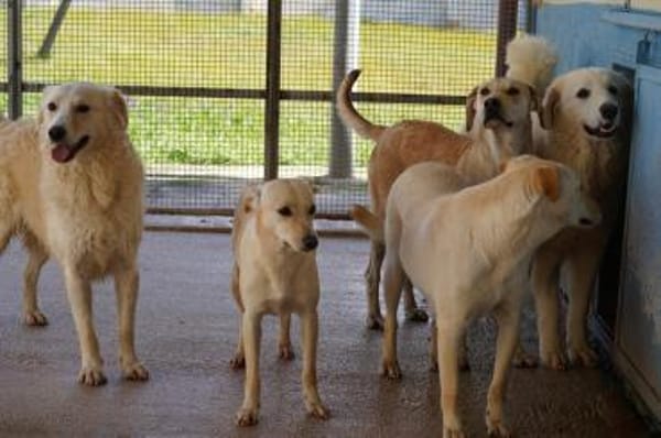 Raphis im Tierheim Lüdinghausen