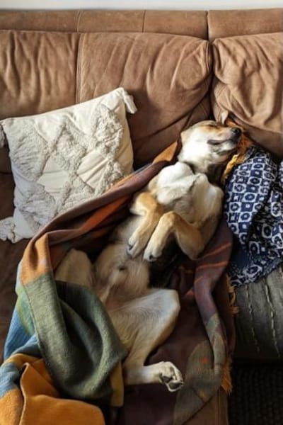 Trusky-Fröhliche Ohren suchen neue Couch