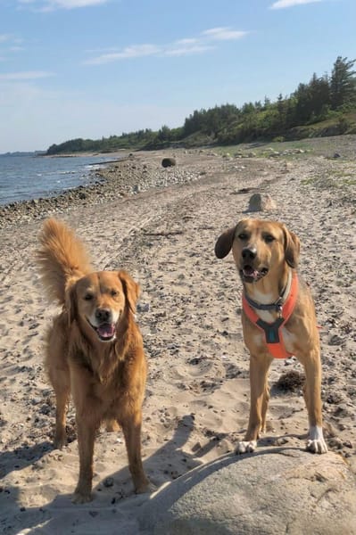 Freddi  ein richtig toller Hundekumpel