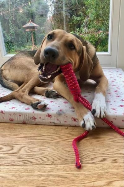 Freddi  ein richtig toller Hundekumpel