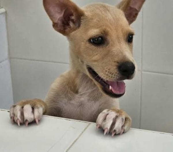 Lulu im Tierheim Sulzbach