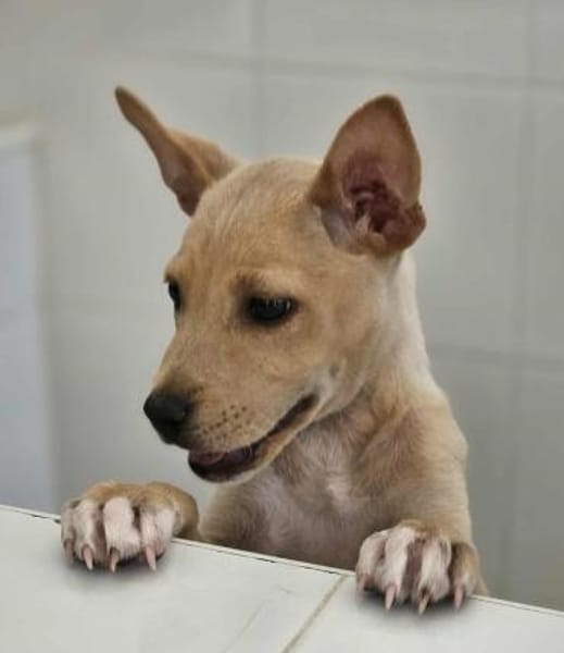 Lulu im Tierheim Sulzbach