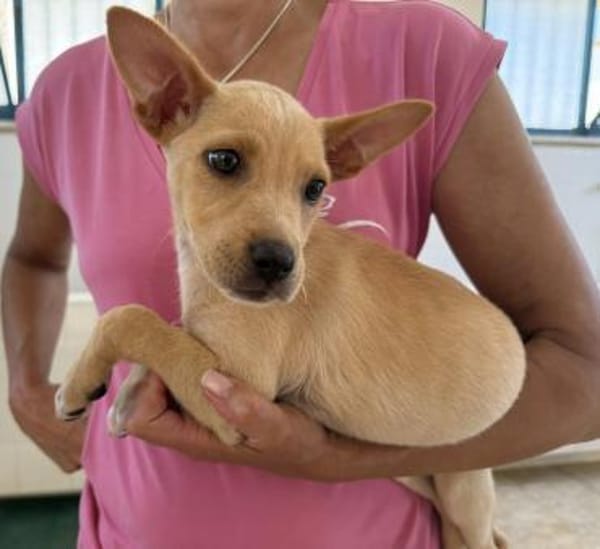 Lulu im Tierheim Sulzbach
