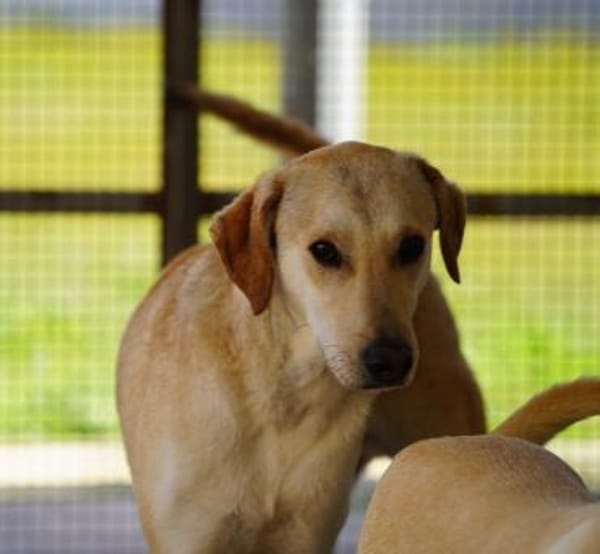 Bambù im Tierheim Lüdinghausen