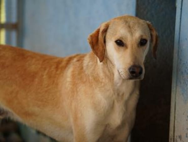 Bambù im Tierheim Lüdinghausen