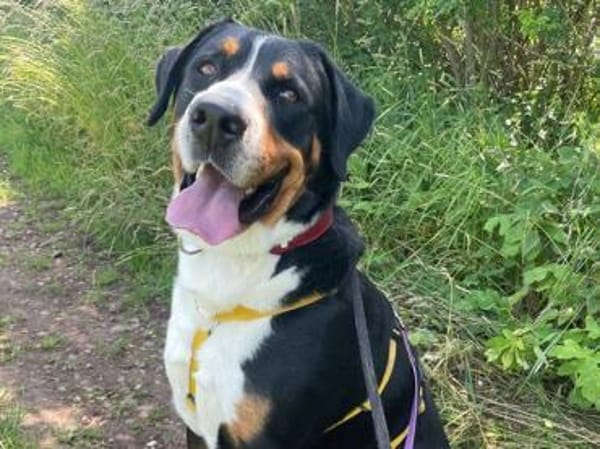 Harry Potter, su. Bernersennenhundfans