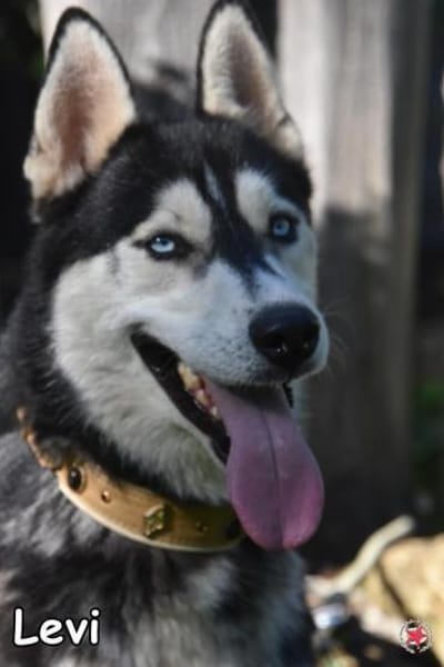 LEVI