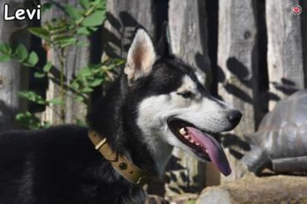 LEVI
