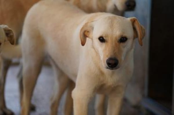 Lillo im Tierheim Lüdinghausen