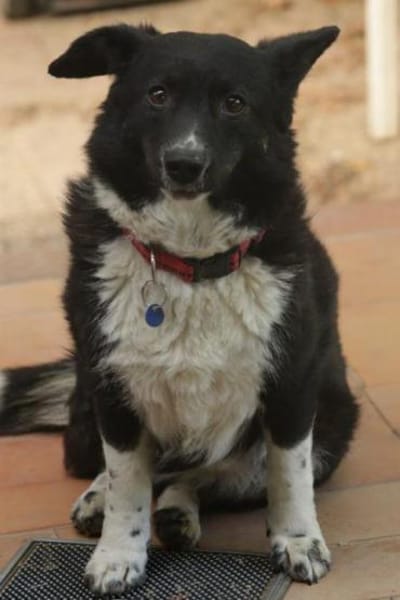 MOLLY - 37 cm kompakte Lebensfreude!
