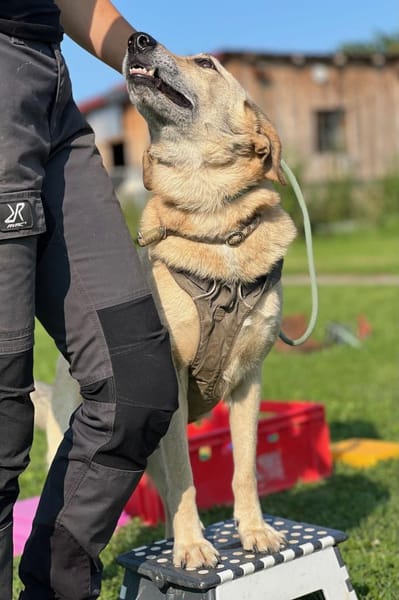 Lucky - gemütlicher Alltagsbegleiter 🐶