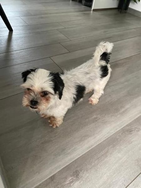 KALINE ❤ sucht ihr Für-immer-Zuhause